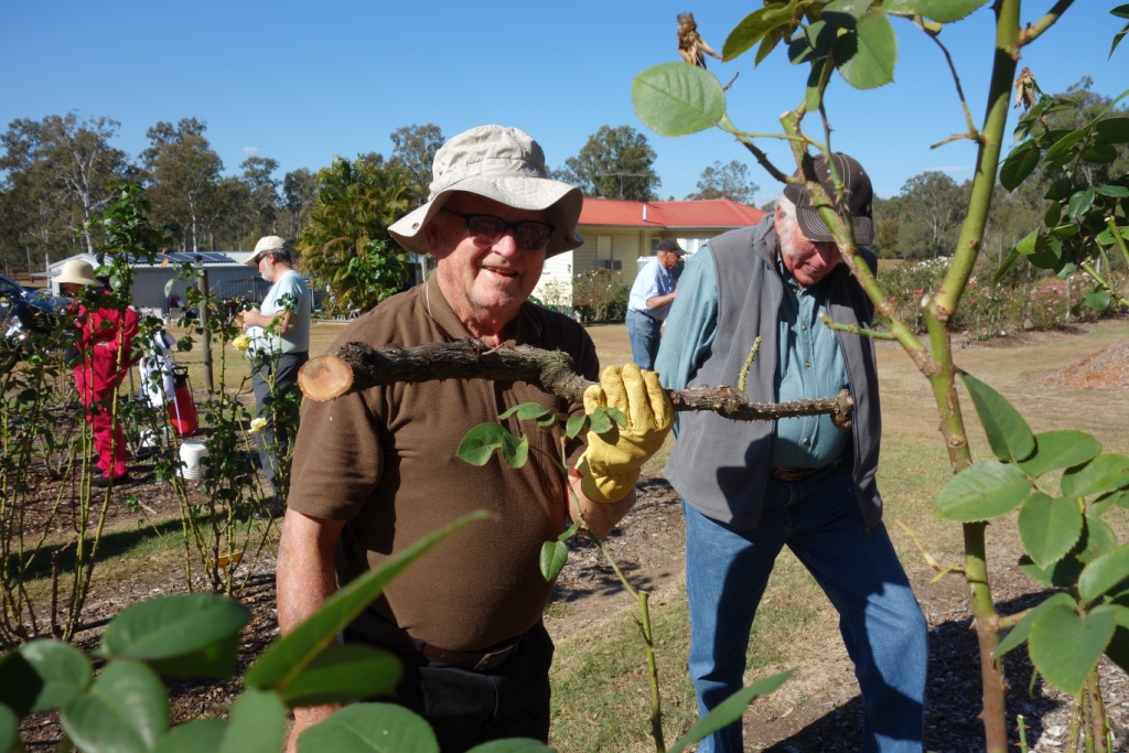 Queensland Rose Society Photos Rose Activities